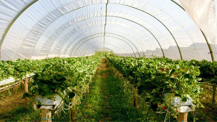 Η Πειραιώς στηρίζει τη θερμοκηπιακή γεωργία με μια νέα σειρά συμβουλευτικών και χρηματοδοτικών λύσεων